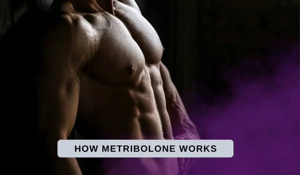 How Metribolone works inside the body?